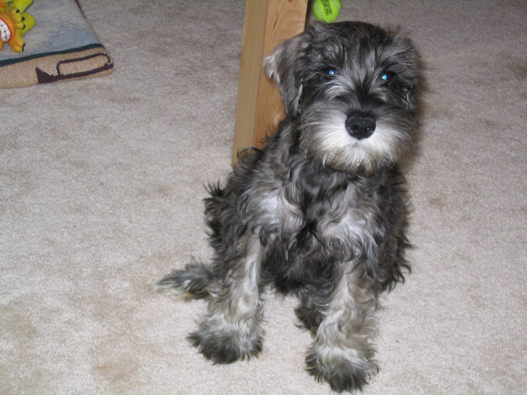 schnauzer puppy cut miniature schnauzer puppy cut schnauzer puppy cut miniature schnauzer puppy cut
